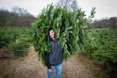 Christmas-Trees-03122017-0020