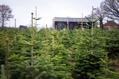 Christmas-Trees-03122017-0077