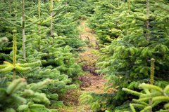 Christmas-Trees-03122017-0079