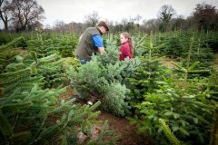 Christmas-Trees-03122017-0141