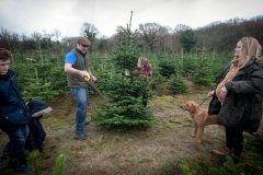 Christmas-Trees-03122017-0157