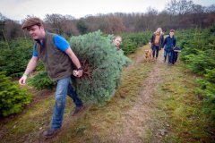 Christmas-Trees-03122017-0177