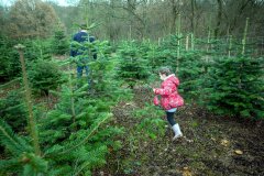 Christmas-Trees-03122017-0211