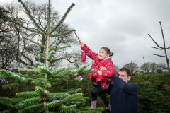 Christmas-Trees-03122017-0255