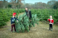 Christmas-Trees-03122017-0325