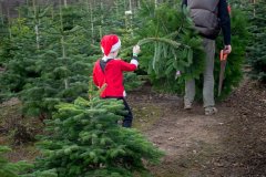 Christmas-Trees-03122017-0332