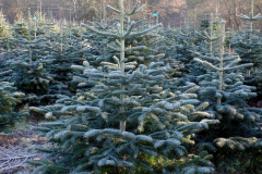 Christmas-Trees-19102020-002