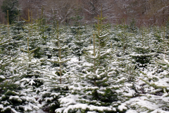 Christmas-Trees-19102020-007