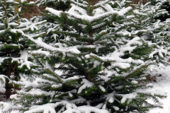 Christmas-Trees-19102020-009