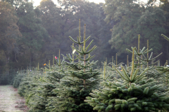 Christmas-Trees-19102020-011