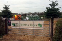 Christmas-Trees-24092020-007