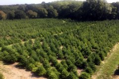 Furze-Firs-Christmas-Tree-Plantation-Aerial-View